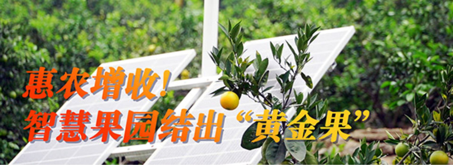 【數(shù)字鄉(xiāng)村聚力行動(dòng)】惠農(nóng)增收！智慧果園結(jié)出“黃金果”
